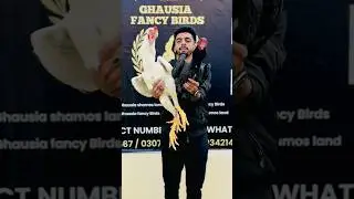 Ghausia Fancy Birds #viral #foryou #shamo #chicken #aseel #youtubeshorts #whiteshamo #viralvideo