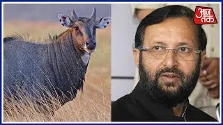 Centre Allows Bihar To Cull Nilgai Herds