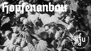 Hopfenanbau | 1937 | RfdU