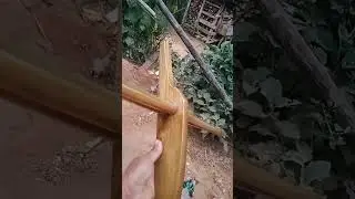 Củab noo
