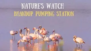 Birding in Bhandup Pumping Station || Mumbai (2021) #explore #vlog