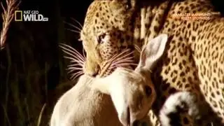 Killer Leopards - Maneater manhunt
