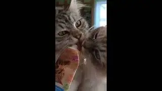 Cats eating malt paste