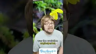 Ant diversity