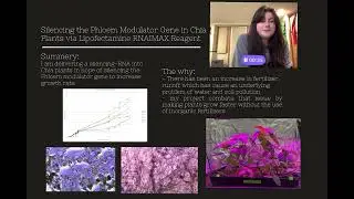 Silencing the Phloem Modulator Gene in Chia Plants via Lipofectamine RNAIMAX Reagent