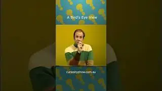 Птичье зрение