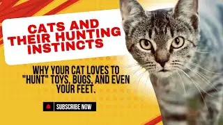Why Your Cat Loves To Hunt &mdash; Unleashing The Feline Instinct !