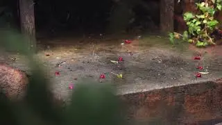 Lost Umbrella