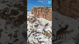 Cliffside Goat Adventure | Epic Mountain Climbing Skills! 🐐🏔️
