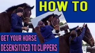 How To Trim Your Horse's Bridle Path With Clippers