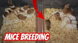THE START OF MICE BREEDING