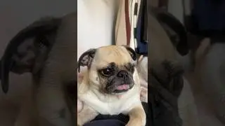 The inner THOUGHTS of a PUG 💭 #dogthoughts #dogshorts #puglife #pug #pugfriends