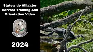 Statewide Alligator Harvest Training and Orientation Video