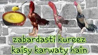 what is force molting zabardasti kureez kaisy karwaty hain