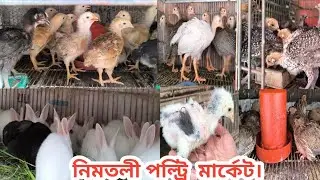 442 ৮৫ টাকা ফাউমি মুরগি। ৭০ টাকা জোড়া কোয়েল পাখি। টার্কি তিতির। Nimtoli market। Shorif & Chicken BD