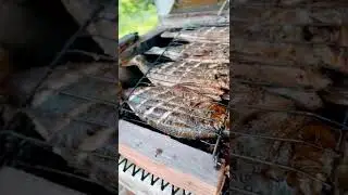 fresh caught  Peacock bass ( lukanani) fish Amazon river in South America