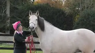 Natural Horsemanship: Teaching a young Irish Sport Horse to jump using groundwork with Rosie