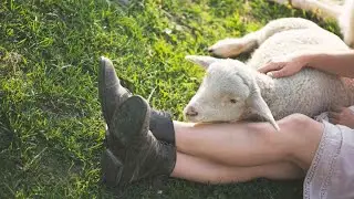 What Is Sheep Leather The Unique Properties Of Sheep Hide