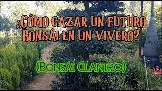 ¿Cómo cazar un futuro Bonsái en un vivero?  (Bonsái cilantro)