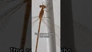 Insect World #shorts #nature #insects