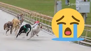 The Last Few Months of Dog Racing in Florida