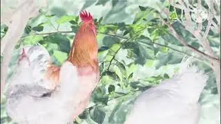 Baby Einstein - Rooster Effects (Sponsored By Clanty's Party Horn Effects)