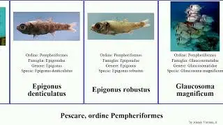 Pescare, ordine Pempheriformes fish robustus Glaucosomatidae Fuse Epigonus Pempheris Tropic French