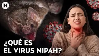 ¡Alerta por Nipah! Esto se sabe del temido virus que no tiene cura y es transmitido por murciélagos