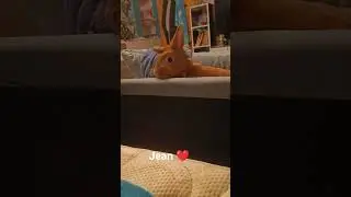 #kaninchen #bunny #rabbit #music #pets #kaninchenliebe #jean #country #nature love #love #cutebunny