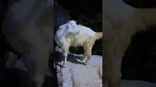 Goat Family 🐐 | @MudassarUniverse  #nature