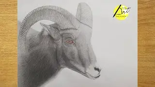 Draw a Sheep with Graphite Pencil | Drawing Sheep with Big Horns | Bighorn Sheep Drawing Time lapse
