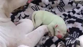 Pit bull gives birth to green puppy