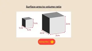 Surface area to volume ratio for AQA GCSE Biology and combined science