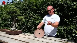 KNOWvember Bonsai Series #14 - Securing a tree into a single drainage holed pot