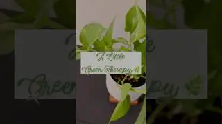 Day 2/100. Learning patience from my plants. 🪴 #100dayschallenge #cozyvibes #plantita #fyp #reels