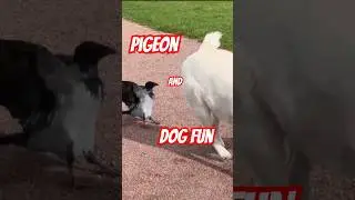 🚀 Catch Me If You Can! Pigeon Outsmarts the Dog #Pigeonvsdog #AnimalBanter #tweety #Funnypets