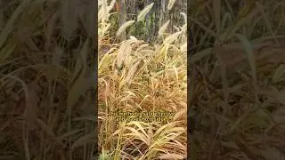 weed problem solutions #garden #greenchoices #vegetablegardening #gardening #gardendelight #farming