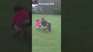 Protection Dog in Action #protectiondog #germanshepherd #childsafety #shorts #homesecurity