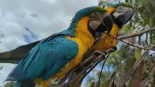 Macaw Pair Free Flying and Playing
