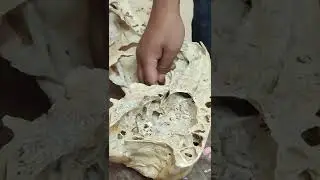 Sphenoid and Ethmoid Bone  Part 1 (skull bones) #VeterinaryAnatomy