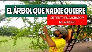 Un árbol que nadie quiere y da frutos y tiene grandes beneficios. ESPINILLO #huerta #arborist