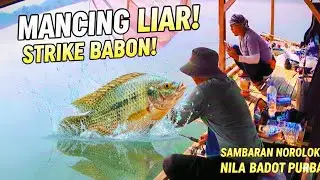 STRIKE NILA BADOT PURBA SADAWARNA! Sambaran Norolok Bikin Jantung Mau Copot 😱🎣 #fishing #mancing