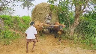 Bullock Cart Heavy Load Ride and Difficult way | Bullock Cart