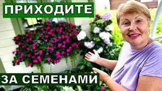 Только свежие и лучшие семена.Жду новинки. Обзор рассады. Успеете заказать и посеять