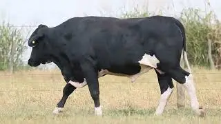 LOTE 44 - POLBE DANGEROUS DA XAPETUBA