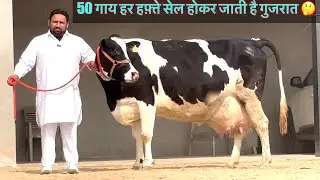 50 गाय हर हफ़्ते गुजरात भेजते हैं 😱पसंद आए तो खरीदो वरना चले जाओ 🙏@TS_KNOWLEDGE_TV 