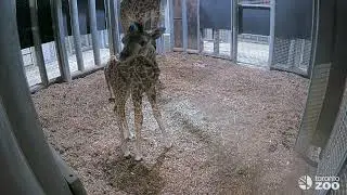Your Toronto Zoo welcomes a new female Masai Giraffe calf 🍼🦒
