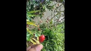 Unknown Specie/Plant-wild plants, and flower exploration videos. Can you help identify this plant?