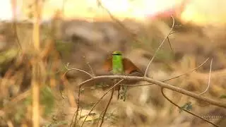 Active Asian Green bee-eater...  #birds #wildlife #viral #nature #india #shorts #video #reels #new 