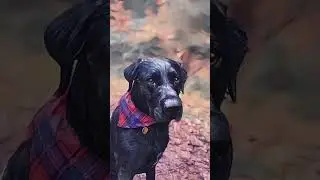 Anime trend - dog version 🐾.  #shorts #anime #trending #dog #funny